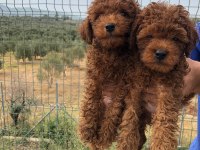 TOY POODLE BEBİŞLER