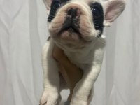 SAĞLIK GARANTİLİ FRENCH BULLDOG YAVRULAR