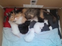 Acil 1.5 yaşında dişi calico persian doğum yaptı longhair