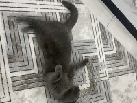 SCOTTİSH FOLD KEDİSİ 1 YAŞINDA