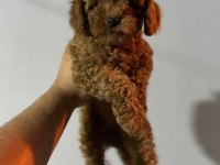 Toy Poodle Bebeklerimiz
