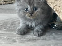 İki Aylık British Longhair İki Yavru