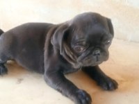 Pug yavrular