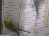 Muhabbet Kuşu Çift