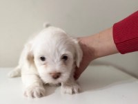Maltese minikler