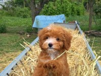 BİBLO MALTİPOO GÜLEN YÜZ