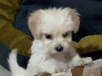 Yeni yavru köpekler sahiplerini bekliyorlar