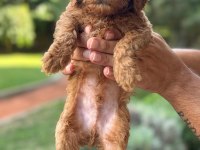 Toy poodle 2 erkek