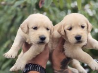 Golden Retriever Yavru Köpekler