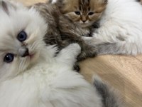 Scottish longhair yavrularımız ailelerini bekliyor