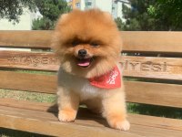 Orjinal ayı surat pomeranian boo yavrular