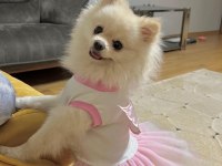 Pomeranian Boo Kızımız