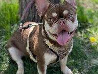 French Bulldog Köpeği