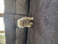 Minik scottish fold hanım yeni yuvasını arıyor