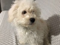 Sahiplendirilecek köpeğimiz