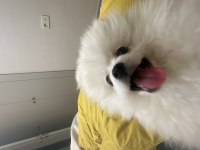 Pomeranian yavrumuz pamuğa yeni aile arıyoruz