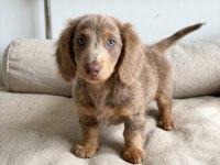 Göz Kamaştıran Nadir Bulunan Isabella Dachshund Longhair
