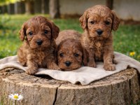 ANNE BABA ORJİNAL CAVAPOO YAVRULAR