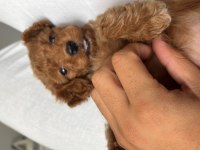 2 AYLIK SAĞLIKLI PED EĞİTİM DİŞİ REDBROWN TOY POODLE