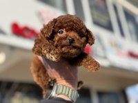 Petmode köpek çiftliğinden tiny kore poodle yavrular