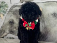2 aylık siyah dişi Maltipoo yavru