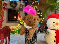 Minnoş maltipoo bebeklerimiz