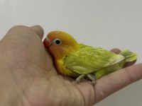 EL BESLEME YAVRU CENNET VE SEVDA YAVRULAR