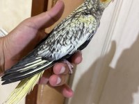 43 GÜNLÜK AKILLI SULTAN PAPAĞANI BEBEK