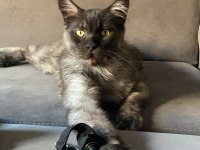 Maine Coon Sahiplendirilecektir