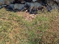 Orijinal Üst Düzey Kangal Yavrular