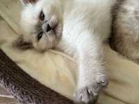 Harika british shorthair yavrularımız yeni yuvasını bekliyor