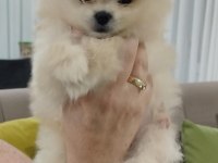 Orijinal Pomeranian Boo Yavruları