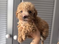SEVİMLİ MALTİPOO YAVRULARIMIZ