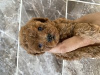 Orjinal Kıvır Kıvır Tüm Renklerde Toy Poodle