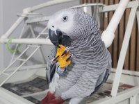 Jako papağanı ele kola gelir