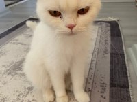 Sevimli British Kızlarımız