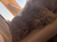 British longhair 1 yaşında kedimiz