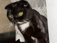 Ücretsiz yuva arıyoruz scottish fold