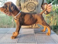 Siyah ve kızıl safkan doberman yavruları