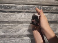 Yavru hamsterler yeni yuvasını bekliyor