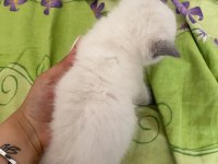 British Blue Point