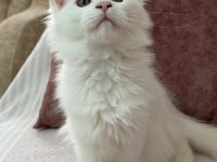 Kar Beyazı Bir Güzellik Maine Coon