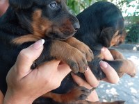 IRK VE SAĞLIK GARANTİ DOBERMAN YAVRULARIM