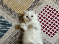 Dünya Güzeli British Shorthair Bebeklerim