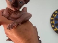 1 dişi ve 1 erkek sfenks yavrular