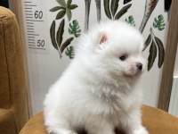 POMERANİAN BOO