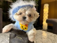 Sevimli ve tatlı erkek maltese