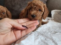 Anne altından evde bakılan kore kan mini poodle