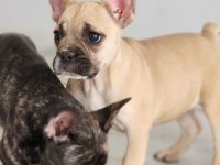 MUHTEŞEM FRENCH BULLDOG YAVRULARI