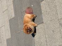 Tosbik köpeğimiz lola